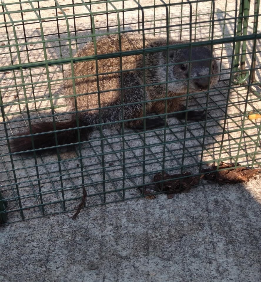 Lewis Pest Anderson, SC Gallery