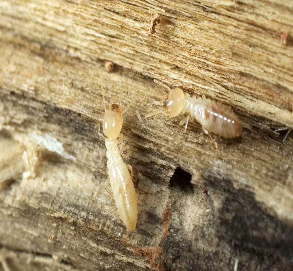 Lewis Pest Anderson, SC Gallery