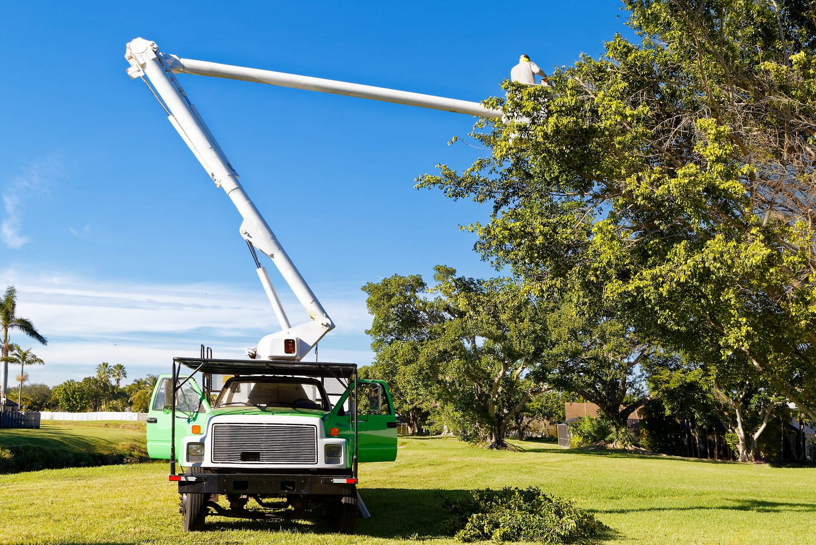 An arborist trimming a tree to protect the tree and its surround