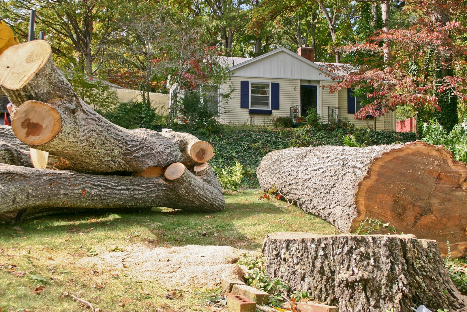 Stump and fragments of a once-majestic old tree, recently cut down, displaying the history and resilience of nature's passage.