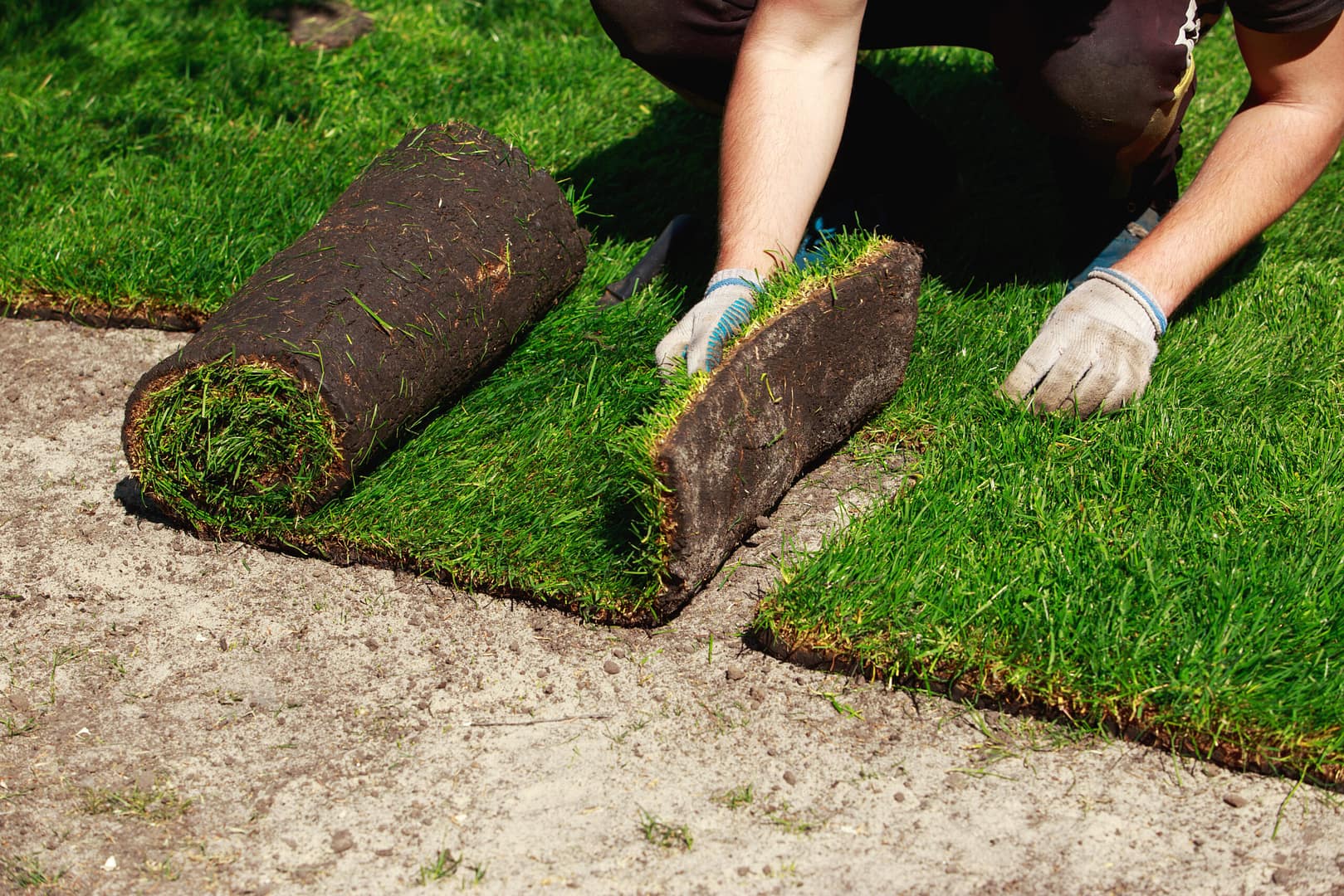 Green lawn grass in rolls