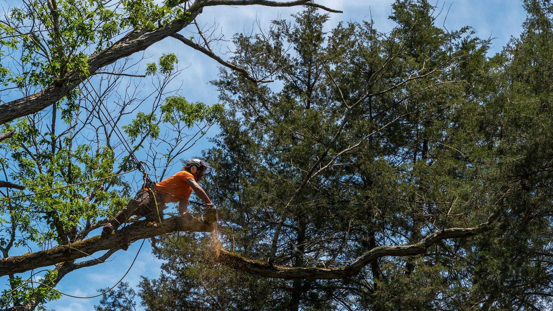 Worker in orange shirt in tree cutting off dead branches