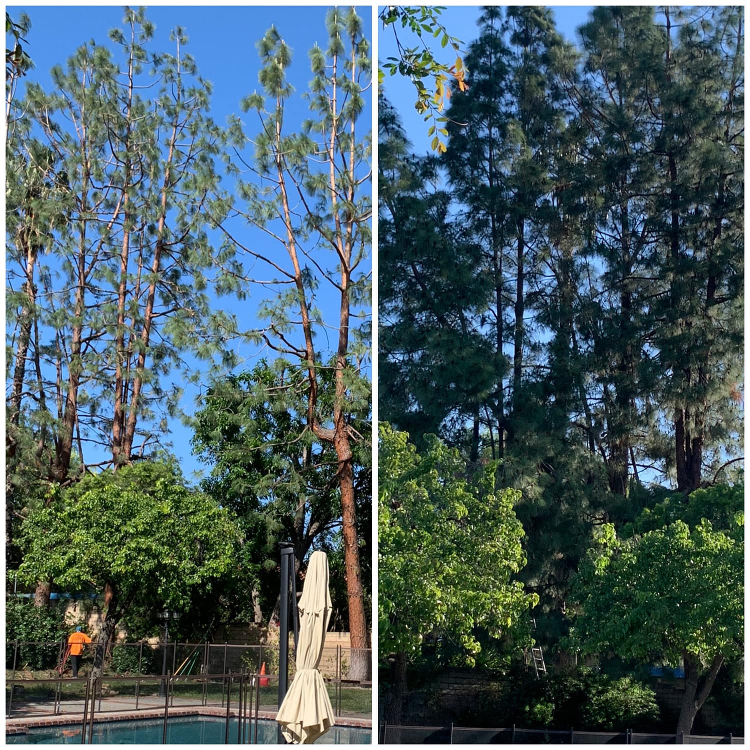 Father & Son Tree Service3