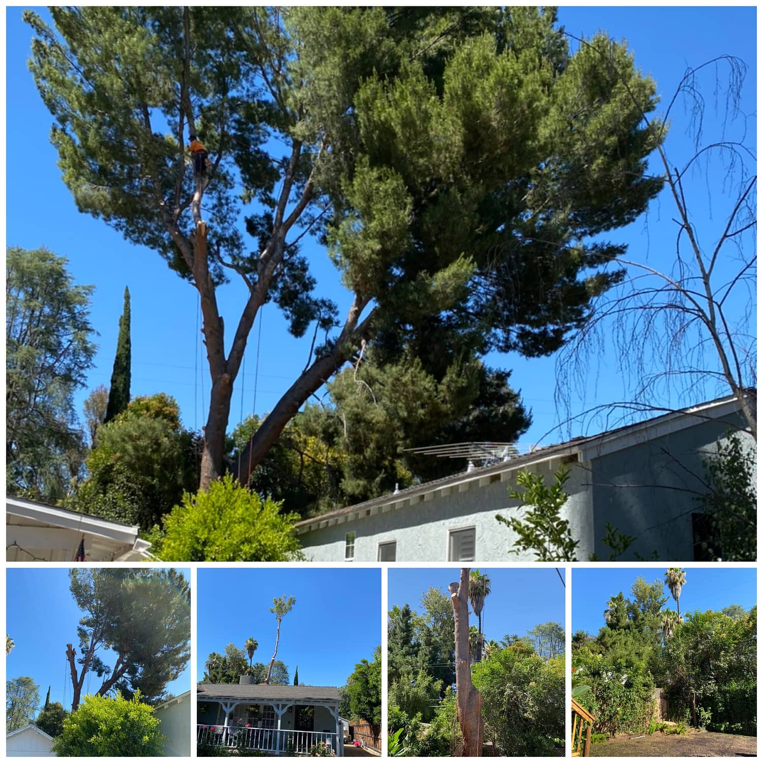 Father & Son Tree Service5