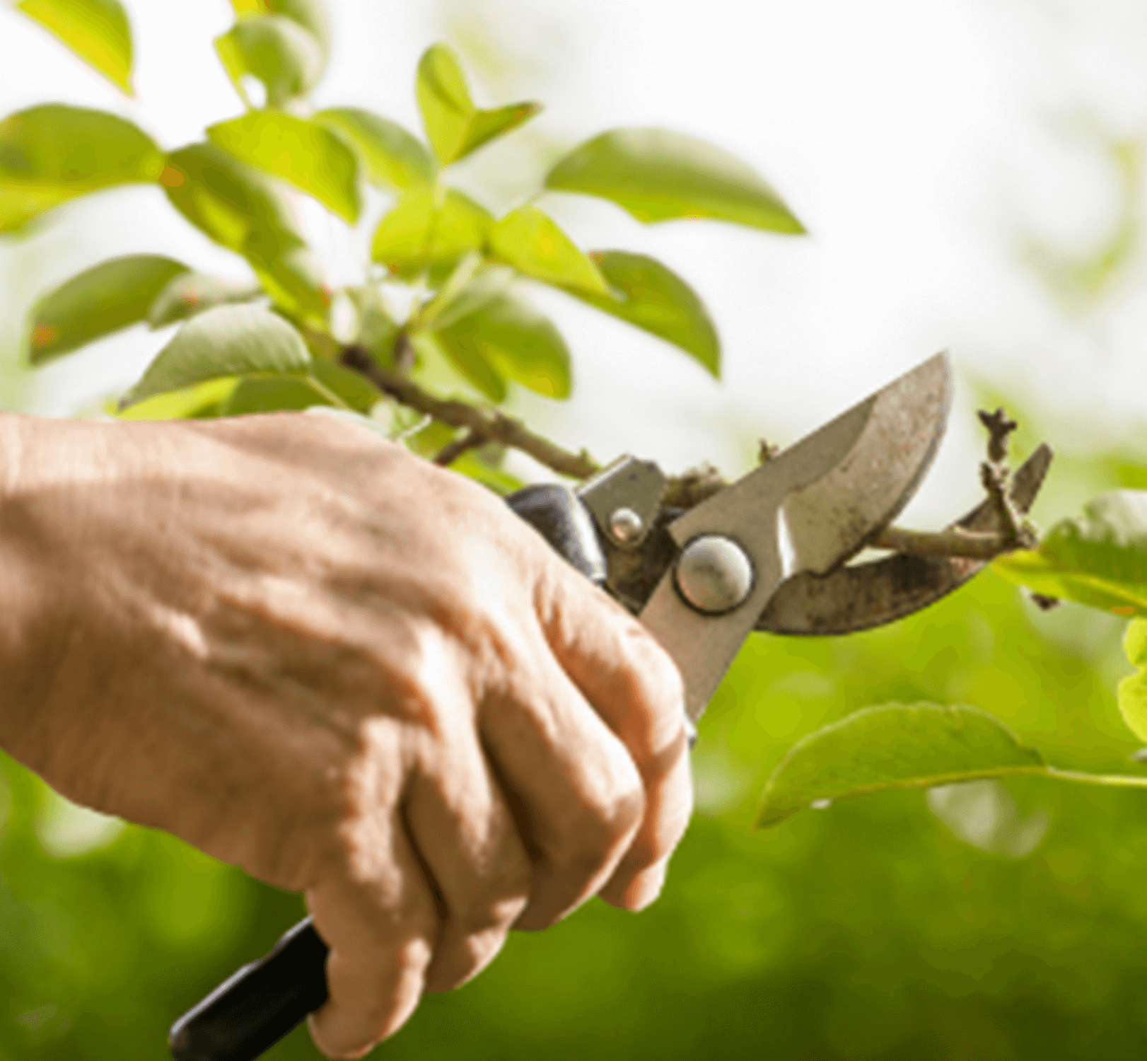 Tree-Trimming-Pruning2