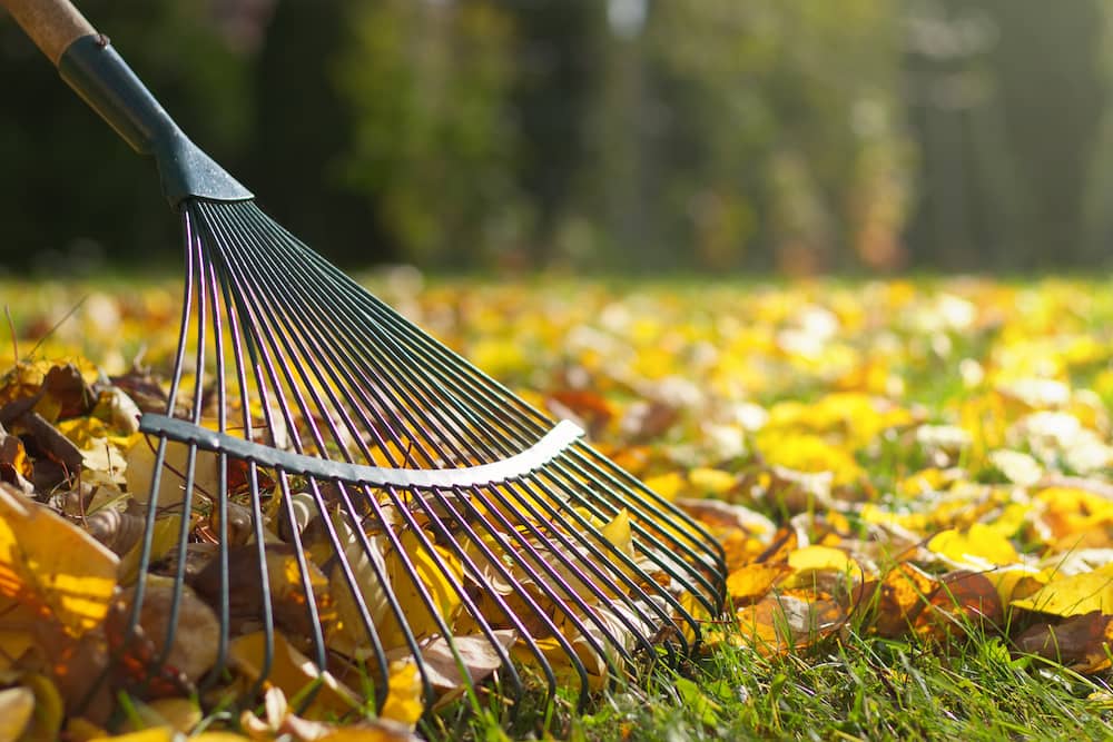 yard-clean-up-renton-wa-north-east-landscaping-services