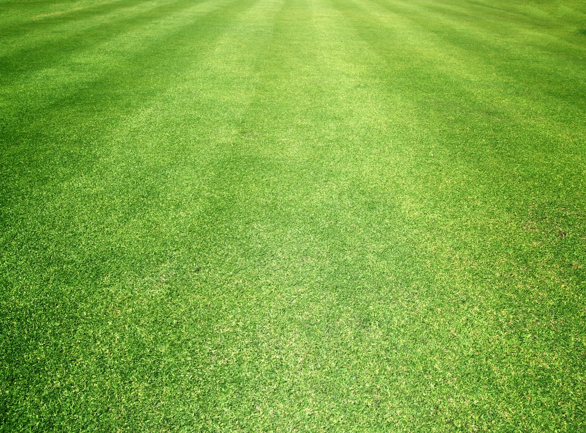 Artificial Turf Renton, WA North East Landscaping Services