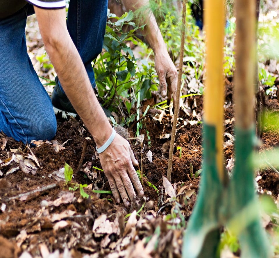 Hands of a man planting a tree