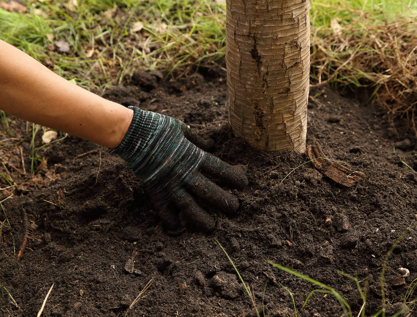 hand planted the tree in soil