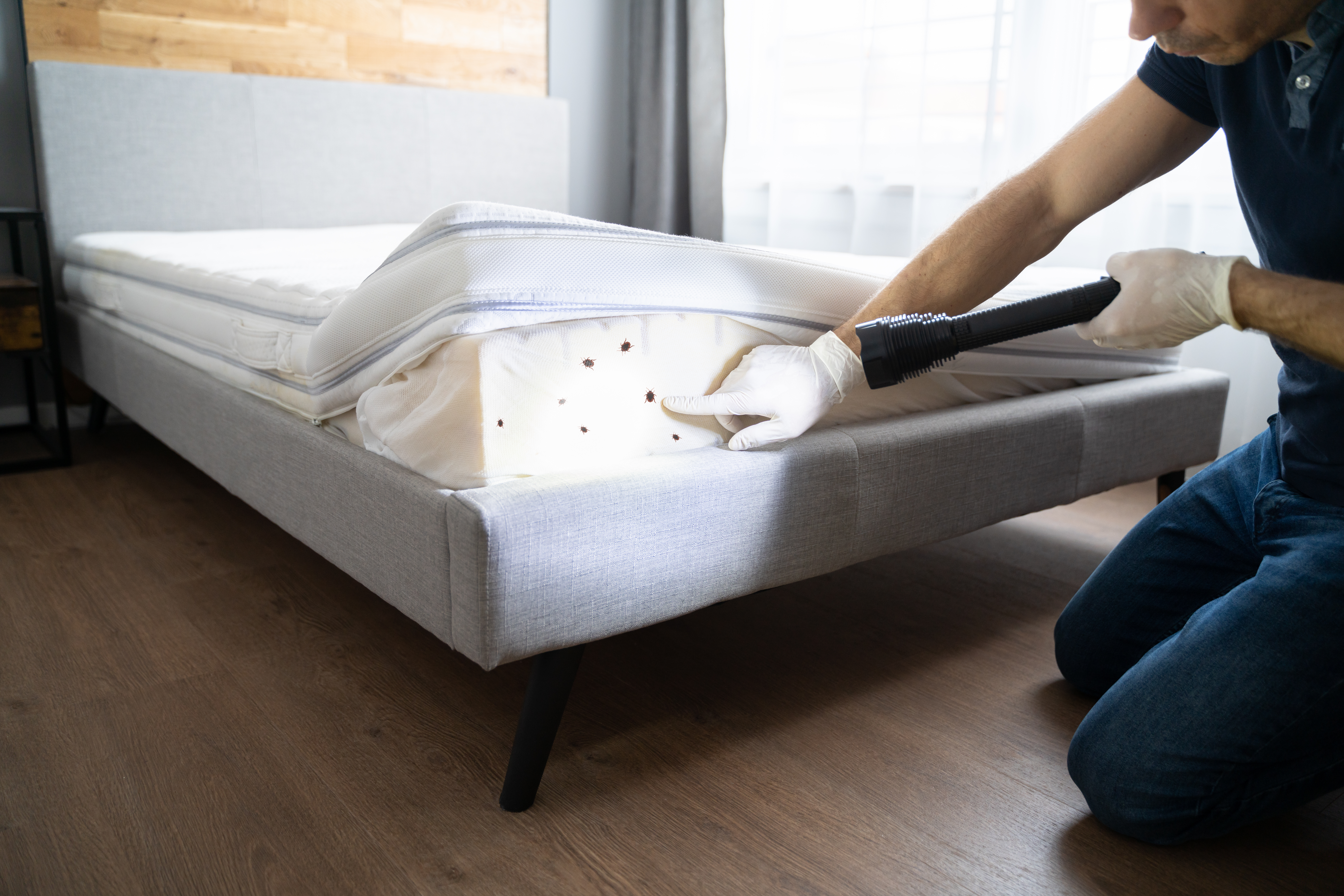 Pest control expert inspecting a mattress - unmatched attention to detail. Just as pests can't escape a professional's eye, ensure potential leads don't bypass your online presence.