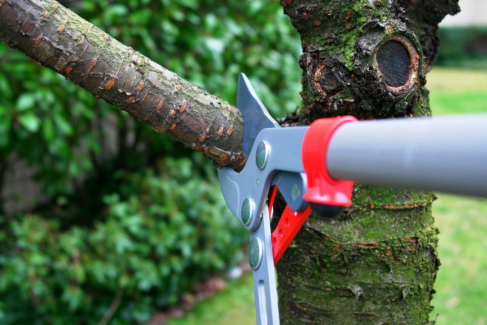 An arborist carefully trimming and shaping branches of a mature tree with pruning shears.