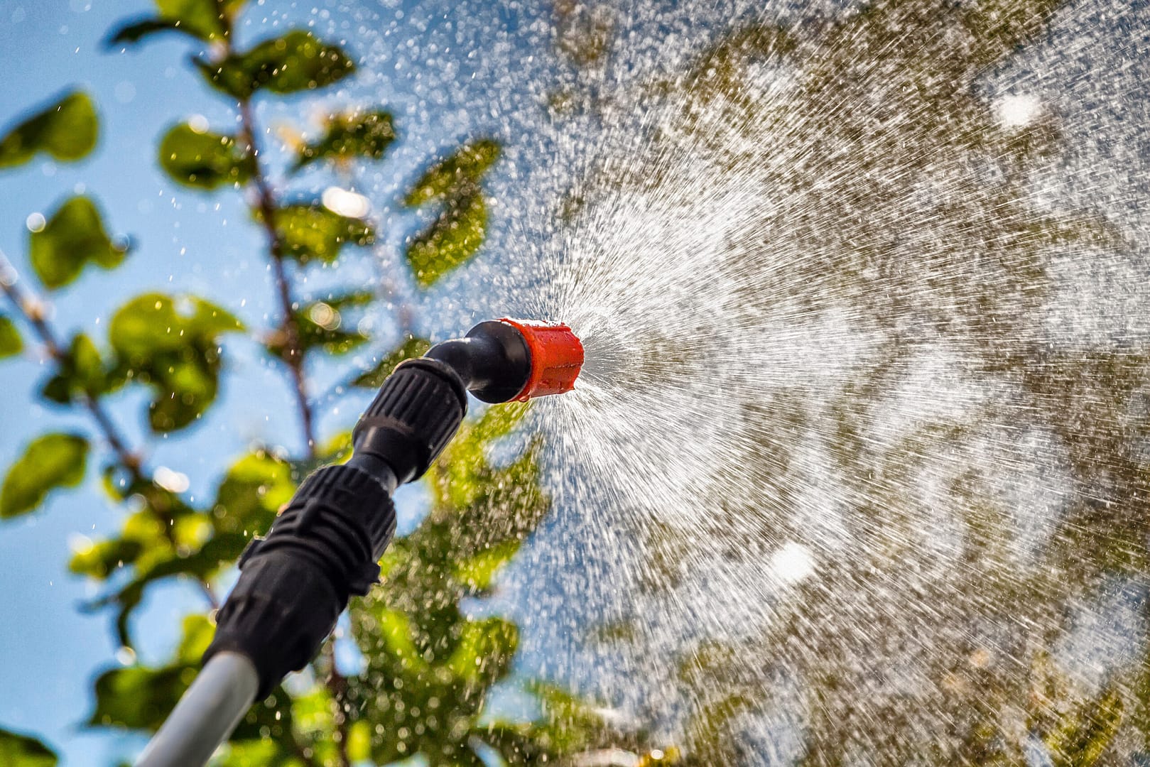 Using a sprayer to apply pest control chemicals on the leaves of trees to protect them from pests and diseases.