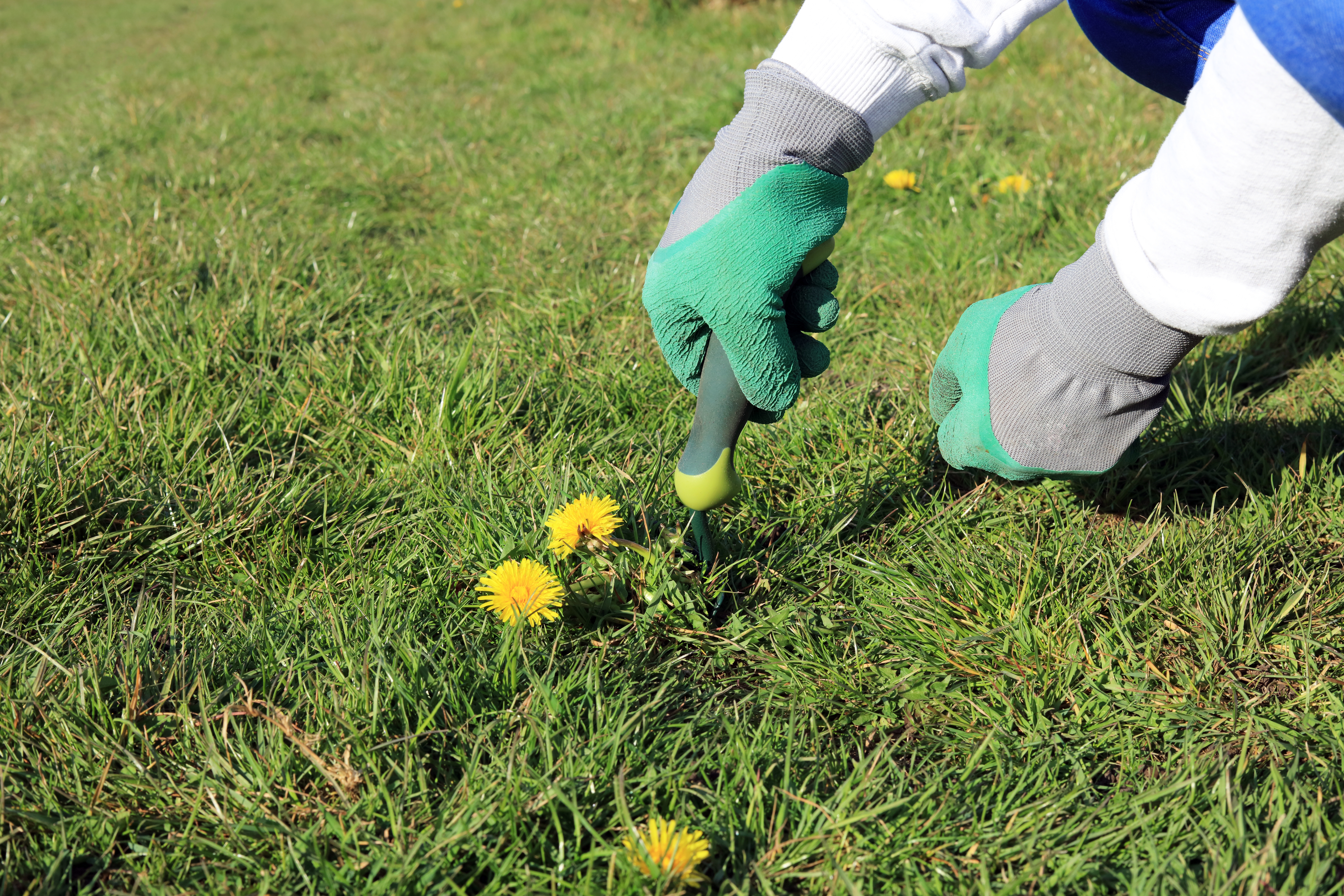 A gardener digging up a dandelion weed in a lawn.