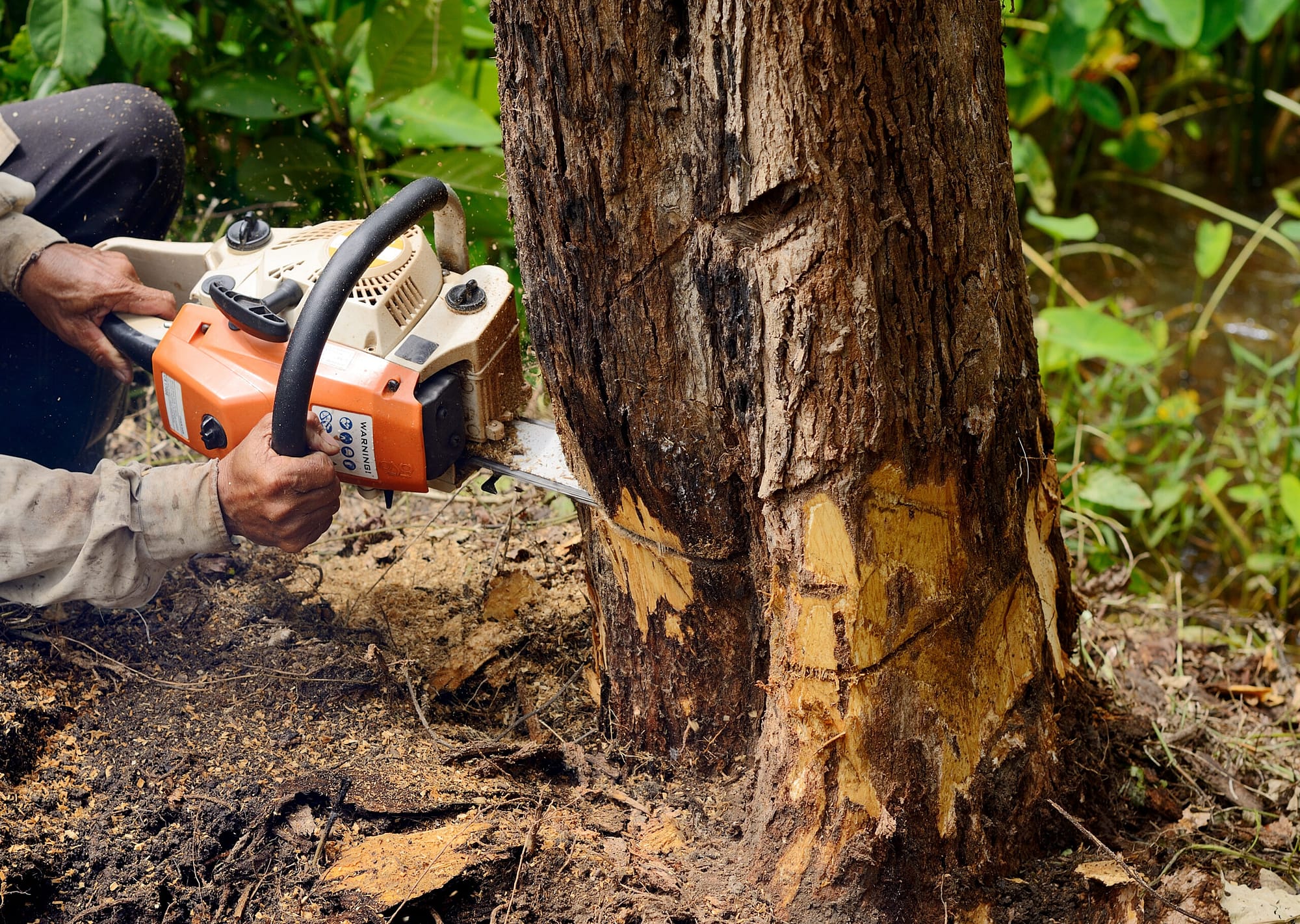 A chain saw cuts into a tree - Just as a chainsaw clears away excess growth, a streamlined marketing campaign filters through the noise to highlight your brand's unique offerings